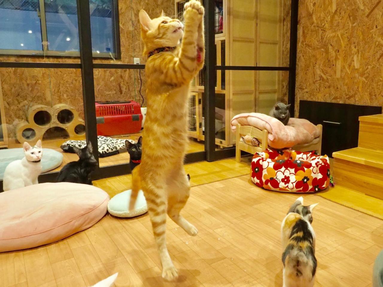 Nekokura Hostel Fukuoka  Eksteriør billede